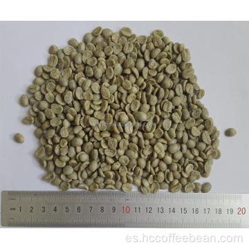 grado AA 17 hasta granos de café verde arábica